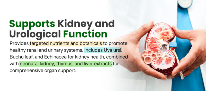 Core Kidney 2