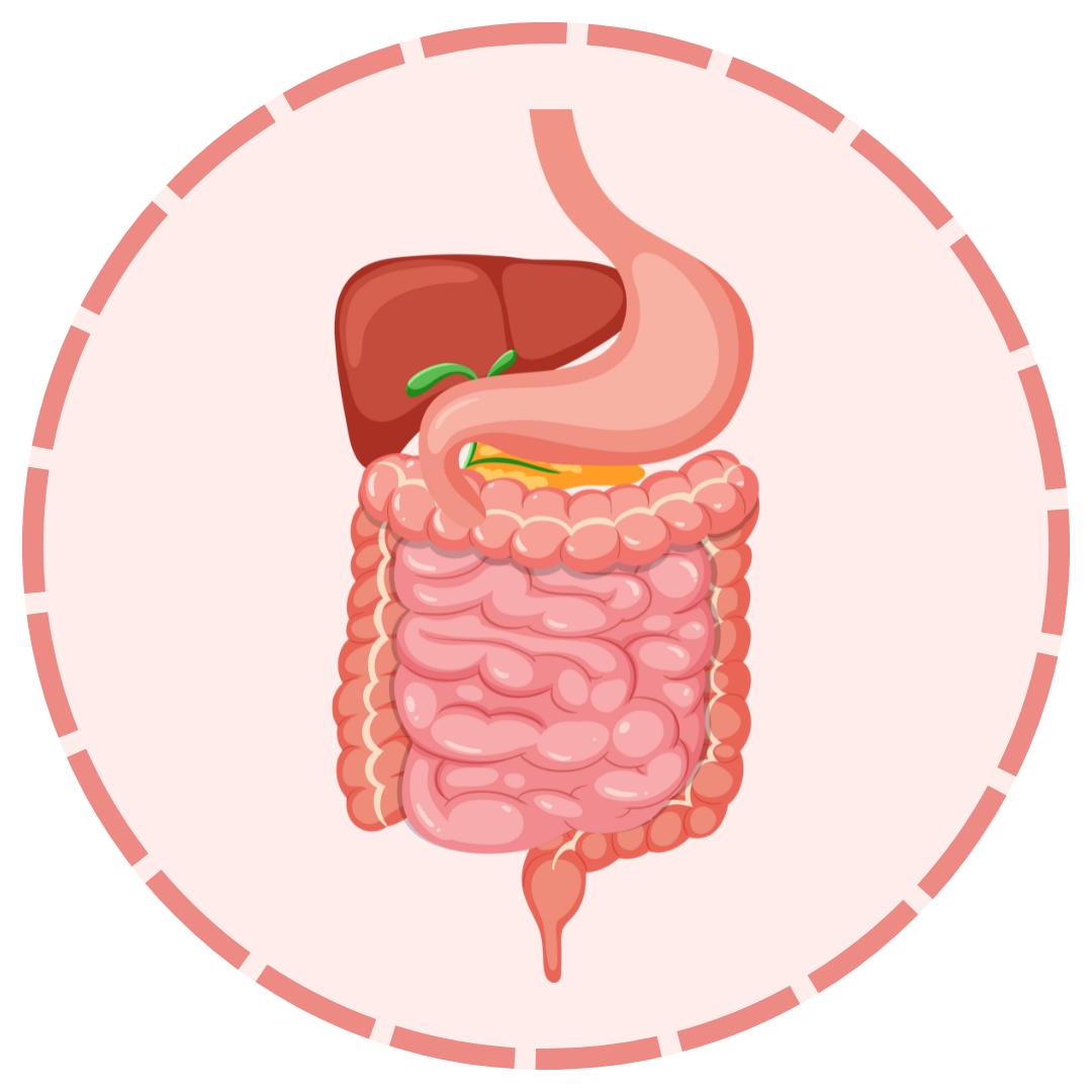 Digestion Constipation Colon Stomach Gallbladder support